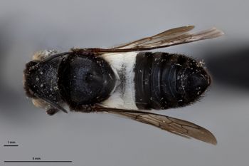 Media type: image;   Entomology 791079 Aspect: habitus dorsal view